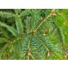 Picea abies 'Aurea Magnifica' (3)