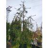 Picea abies 'Virgata' (1)