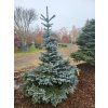 Picea pungens Glauca Globosa