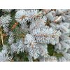 Picea pungens 'Glauca Globosa' (1)