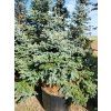 Smrk pichlav� 'Glauca Globosa' (Balen� kontejner, Tvar v��ka 150-175cm)