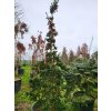 Picea abies 'Lombartsii' (3)
