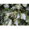Břečťan popínavý 'Hibernica'  Hedera helix 'Hibernica'