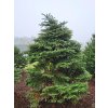 Picea pungens Brynek