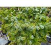 Picea omorika 'Berliner's Weeper' (2)