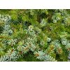 Picea omorika 'Berliner's Weeper' (3)