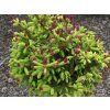Smrk ztepilý 'Pusch'  Picea abies 'Pusch'