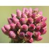 Smrk ztepilý 'Pusch'  Picea abies 'Pusch'