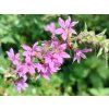 Kyprej vrbice  - Lythrum salicaria  Lythrum salicaria