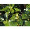 Pachysandra klasnatá 'Green Sheen' - Pachysandra terminalis 'Green Sheen'  Pachysandra terminalis 'Green Sheen'