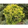 Cypřišek tupolistý 'Aurora'  Chamaecyparis obtusa 'Aurora'