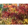 Acer Inaba Shidare2 (2)
