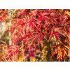 Acer Seiryu (1)