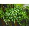 Acer palmatum 'Shishigashira'