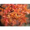 Acer palmatum Shishi gashira Acero H. 40 60 cm.