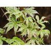 Acer Ukigumo (1)