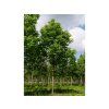 Jírovec maďal 'Baumannii'  Aesculus hippocastanum 'Baumannii'