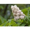 Jírovec maďal 'Baumannii'  Aesculus hippocastanum 'Baumannii'