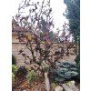Jírovec maďal 'Monstrosa'  Aesculus hippocastanum 'Monstrosa'