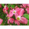 Dřín květnatý 'Cherokee Brave'  Cornus florida 'Cherokee Brave'