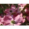 Dřín květnatý 'Cherokee Sunset'  Cornus florida 'Cherokee Sunset'