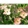 Dřín STELLAR PINK 'Rutgan'  CornusSTELLAR PINK 'Rutgan'