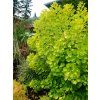Ruj vlasatá Golden Spirit 'Ancot'  Cotinus coggygria Golden Spirit 'Ancot'