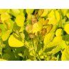 Ruj vlasatá Golden Spirit 'Ancot'  Cotinus coggygria Golden Spirit 'Ancot'