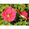 Mochna křovitá 'Lissdan' PBR Danny Boy  Potentilla fruticosa 'Lissdan' PBR Danny Boy