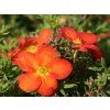 Mochna křovitá 'Marian Red Robin'  Potentilla fruticosa 'Marian Red Robin'