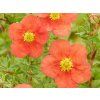Mochna křovitá 'Marian Red Robin'  Potentilla fruticosa 'Marian Red Robin'