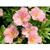 Mochna křovitá 'Pink Paradise' PBR  Potentilla fruticosa 'Pink Paradise' PBR
