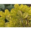 Abies nordmanniana 'Golden Spreader' 1