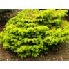 Abies nordmanniana 'Golden Spreader'