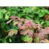Javor babyka 'Red Shine'  Acer campestre 'Red Shine'