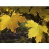 Javor mléč 'Columnare'  Acer platanoides 'Columnare'