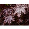Acer Crimon Sentry (2)