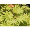 acer shirasawanum autumn moon