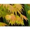 Acer Autumn Moon (1)