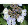 Hortenzie pilovitá 'Bluebird'  Hydrangea serrata 'Bluebird'