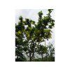 Štědřenec alpský 'Sunspire'  Laburnum alpinum 'Sunspire'