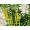 �t�d�enec odvisl� �Yellow Rocket� (Balen� kontejner C5, Tvar roubov�no na km�nku, v��ka 80-100cm)