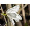 Magnolia zenii