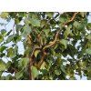 B��za b�lokor� 'Spider Alley' (Balen� kontejner C43, Tvar strom, v��ka 180-200 cm)