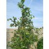B��za b�lokor� 'Spider Alley' (Balen� kontejner C43, Tvar strom, v��ka 180-200 cm)