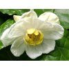 Sazaník čínský  Calycanthus chinensis (syn. Sinocalycanthus chinensis)