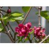 Calycanthus x raulstonii 'Hartlage Wine' (2)