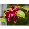 Calycanthus x raulstonii 'Hartlage Wine' (3)