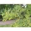 Čimišník stromovitý 'Lorbergii'  Caragana arborescens 'Lorbergii'