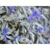 Ořechokřídlec klandonský STERLING SILVER 'Lissilv'  Caryopteris x clandonensis STERLING SILVER 'Lissilv'